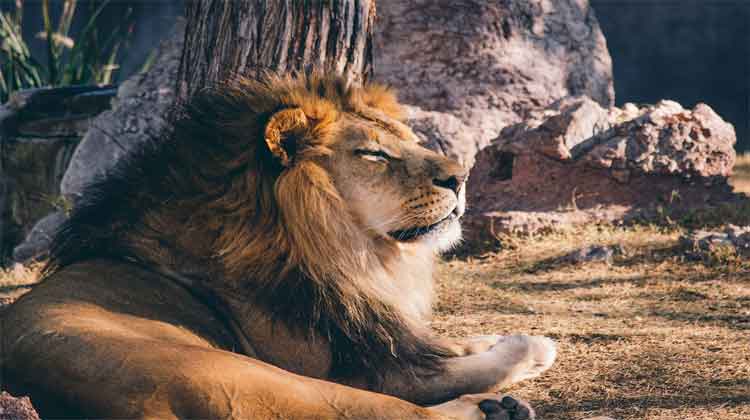 facts about lion in hindi