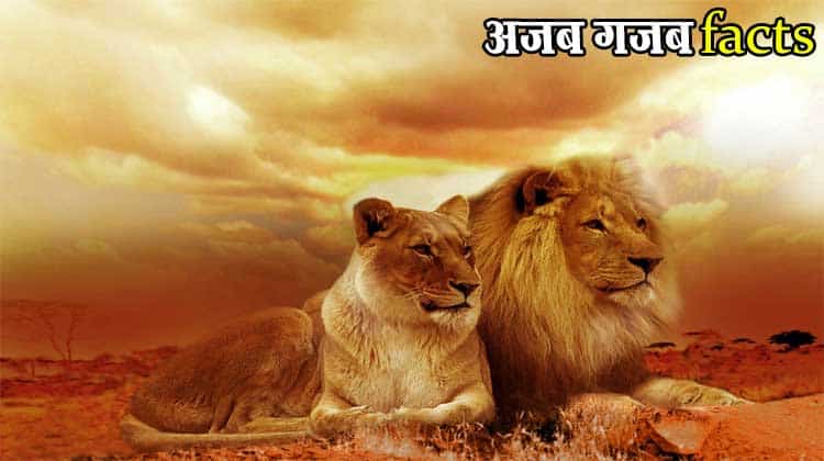 interesting facts about lions in hindi