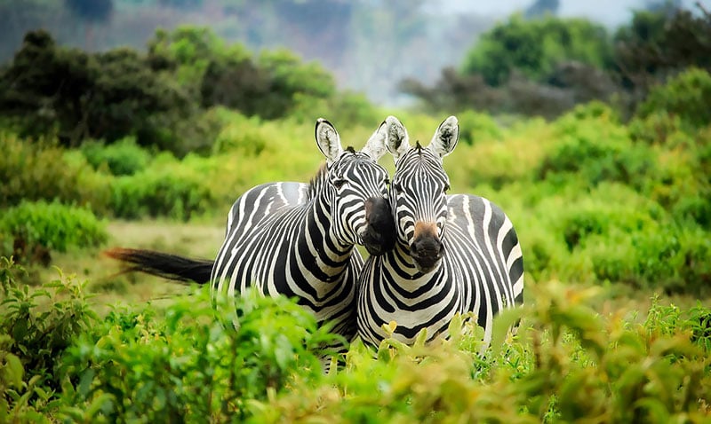 zebra information in hindi
